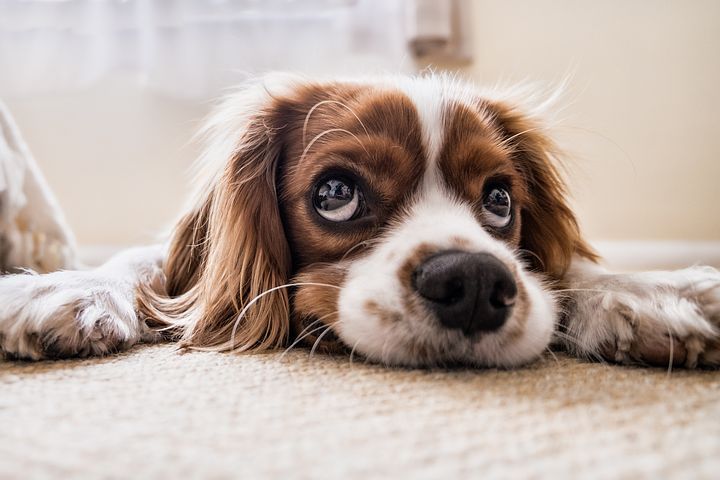 chatdoge